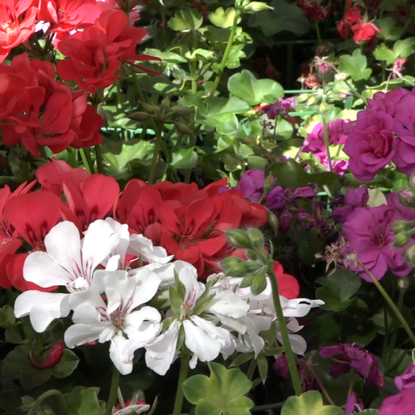 La Jardinerie Kallenkoot à Villeneuve sur Yonne