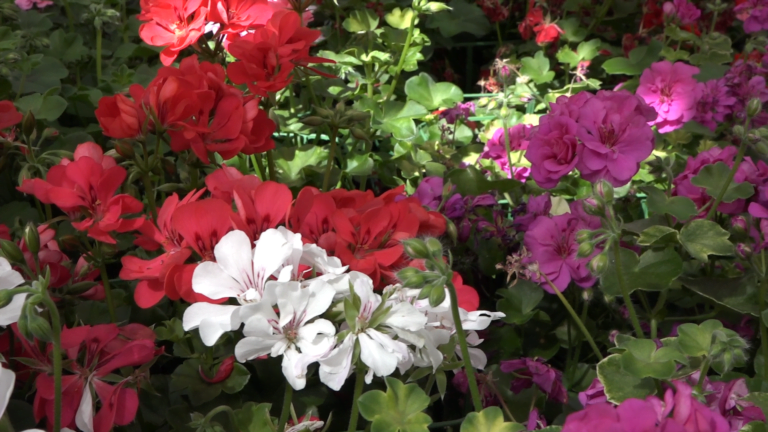 La Jardinerie Kallenkoot à Villeneuve sur Yonne