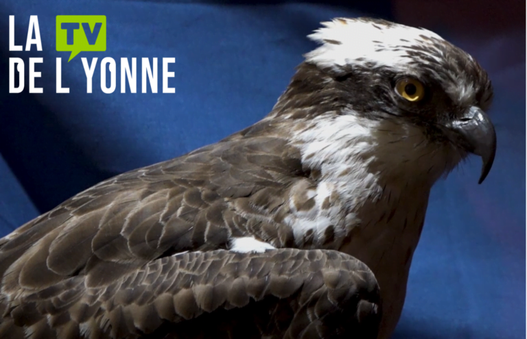 Aigle de l'exposition Biolympique